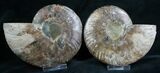 Cut and Polished Ammonite Pair - Agatized #8136-1